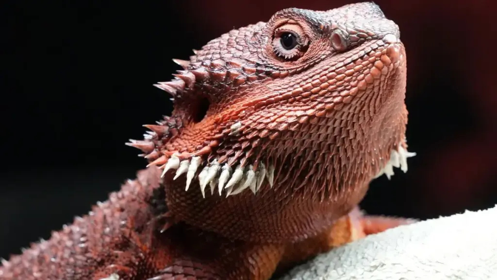close-up-of-empty-vial-symbolizing-nutritional-void-of-a-dangerous-bearded-dragon-diet