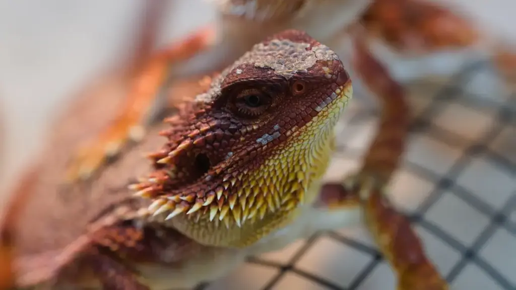 close-up-of-official-paperwork-symbolizing-compliance-with-safe-nutrition-vs-dangerous-bearded-dragon-diet