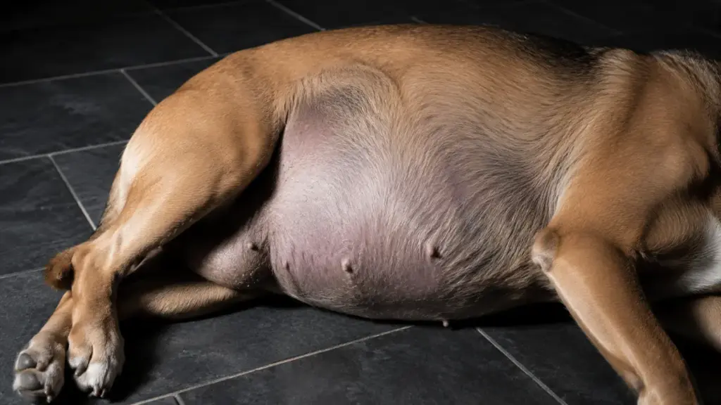 close-up-of-swollen-dog-abdomen-on-floor