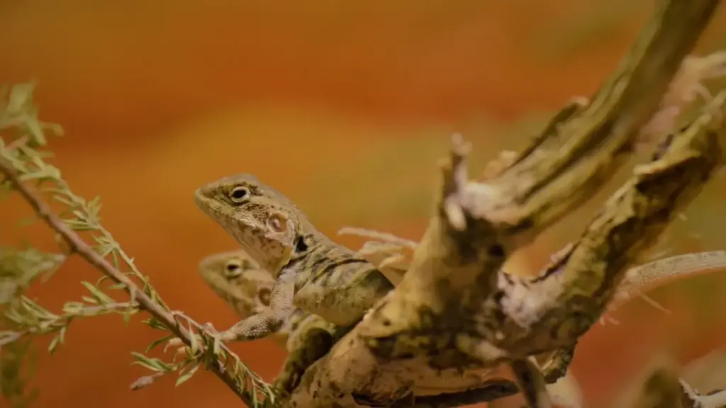 close-up-scanning-of-reptile-shell-to-detect-failed-bearded-dragon-breeding-eggs