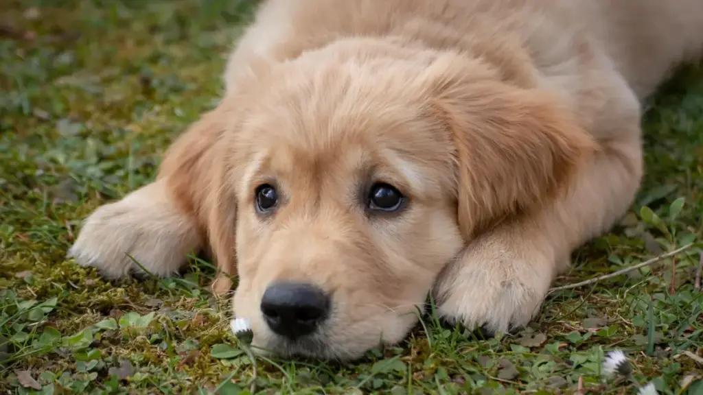 colitis caused by overusing probiotic supplement for dogs