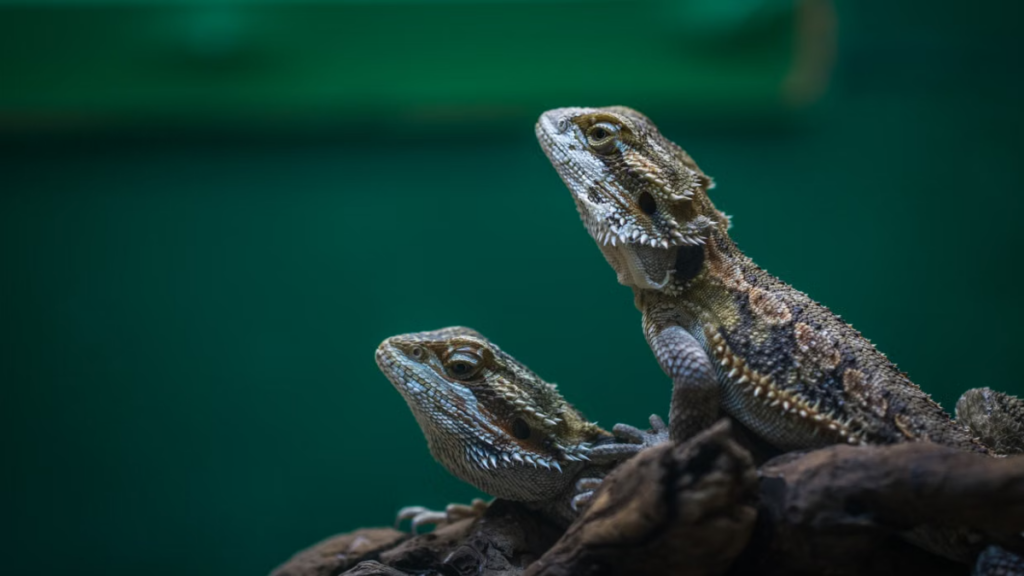 Comparing enclosure space to practice safe methods for bearded dragon breeding at home effectively
