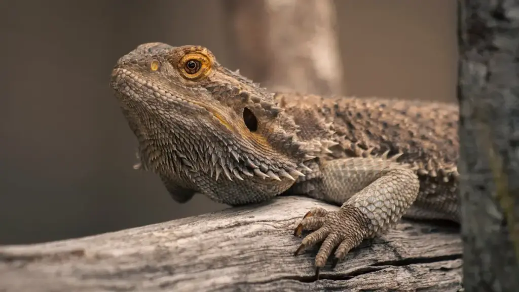 conceptual-image-of-costly-vet-bills-due-to-avocado-poisoning-from-dangerous-bearded-dragon-diet