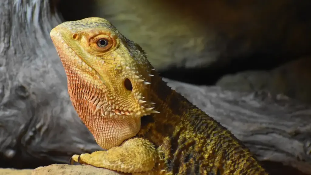 conceptual-molecular-view-of-calcium-binding-in-a-dangerous-bearded-dragon-diet