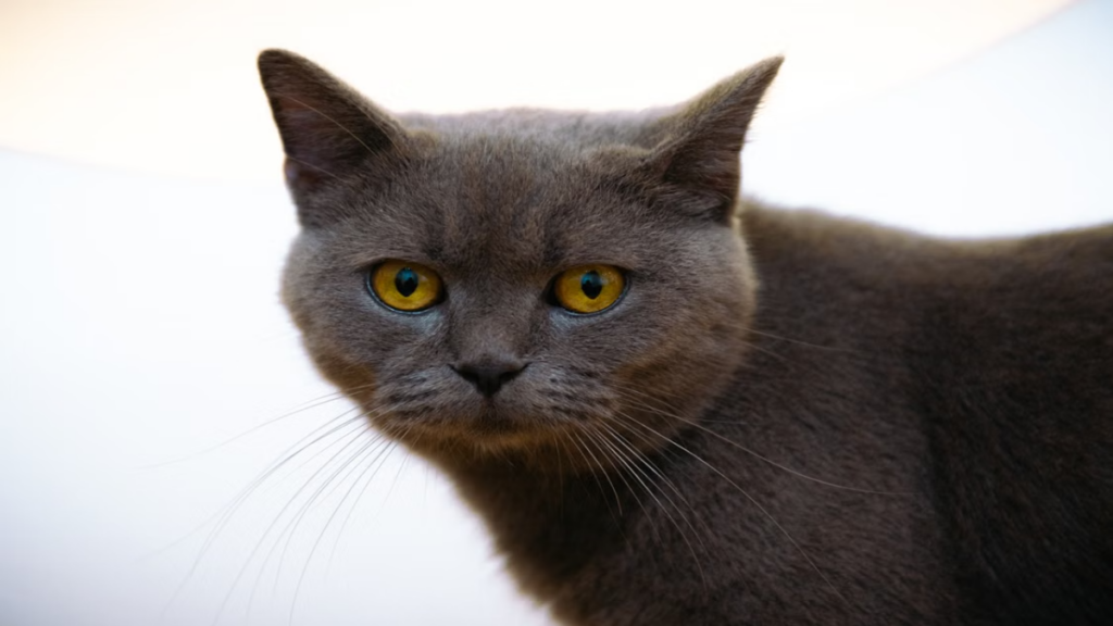 Systemic cross reactivity measured during diagnostic testing for Allergies in British Shorthair cats.
