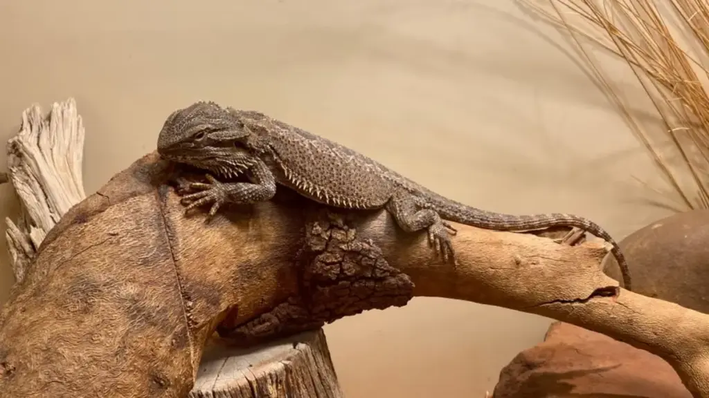 cross-sectional-anatomical-scan-identifying-failed-bearded-dragon-breeding-eggs