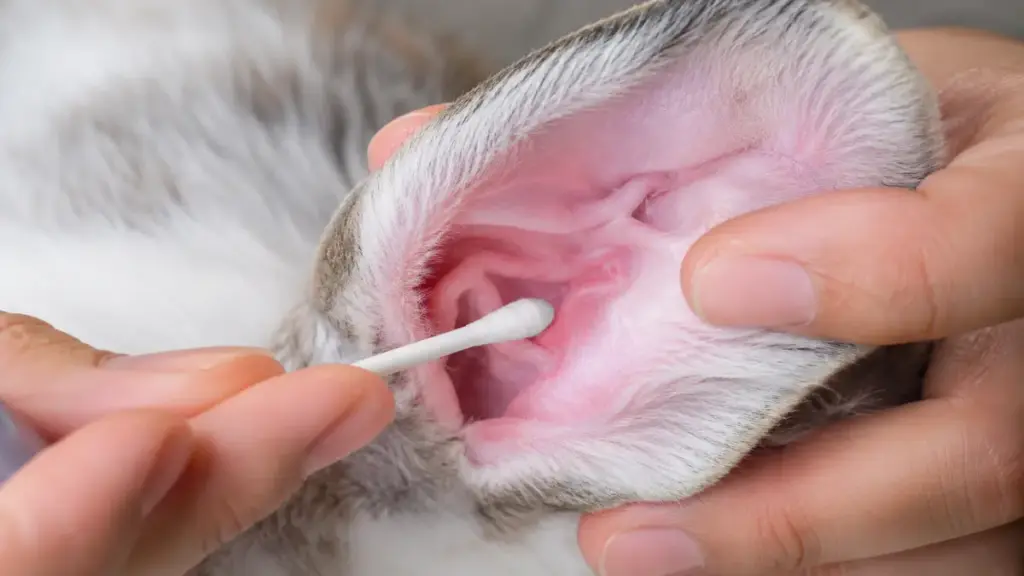 delicate-canine-ear-sanitation-process-using-clean-cotton-swabs-indoors