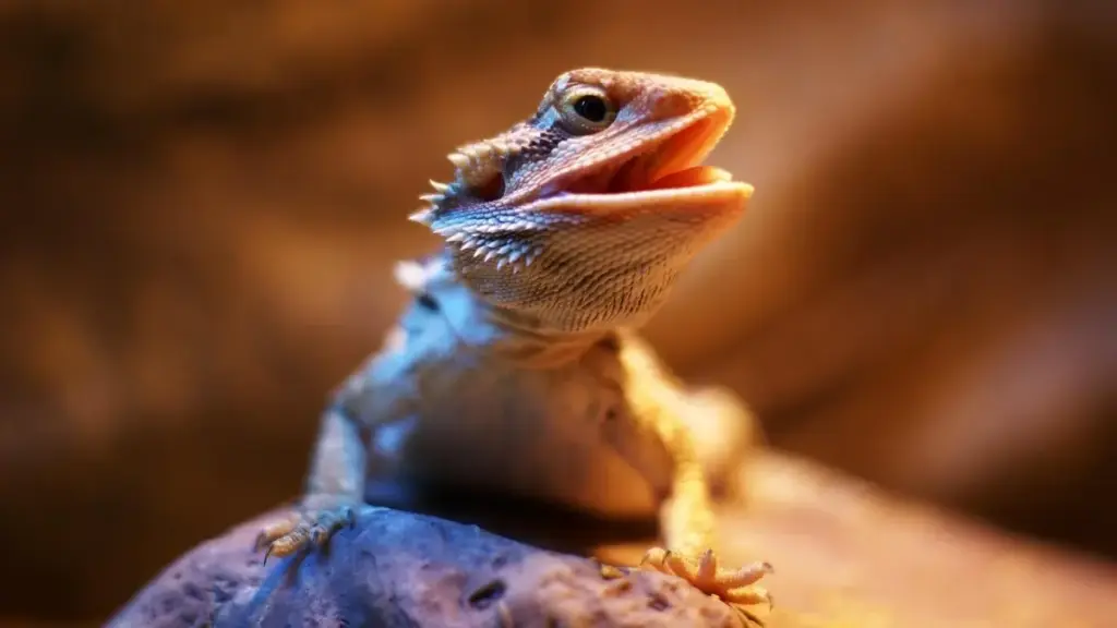 density-sorting-and-isolation-methods-for-failed-bearded-dragon-breeding-eggs