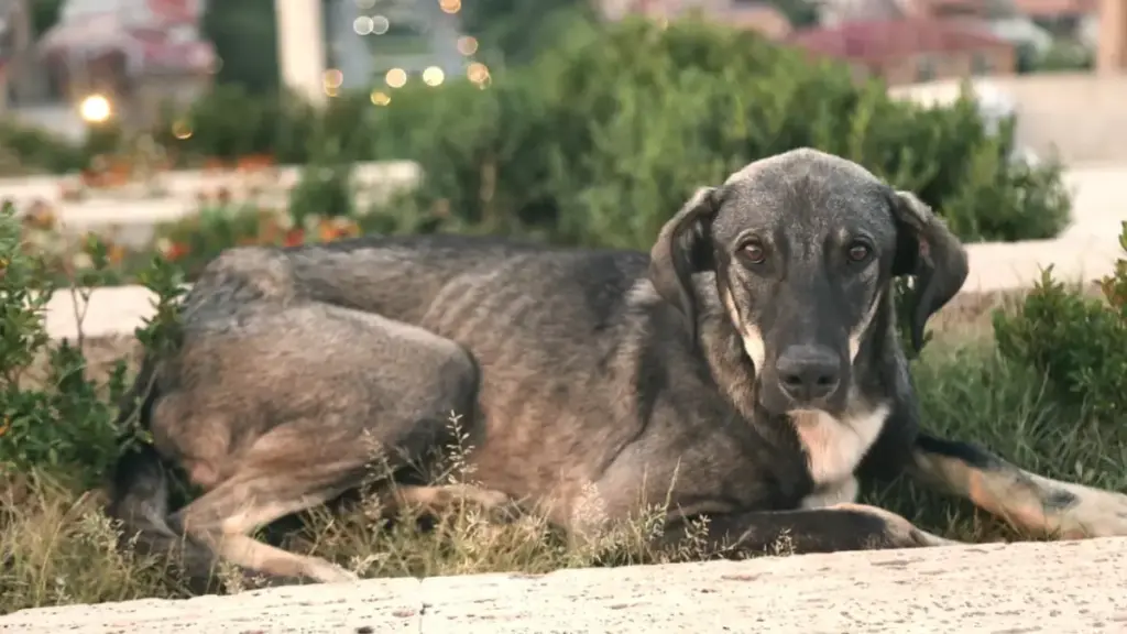 digestive-tract-failure-caused-by-overusing-probiotic-supplement-for-dogs
