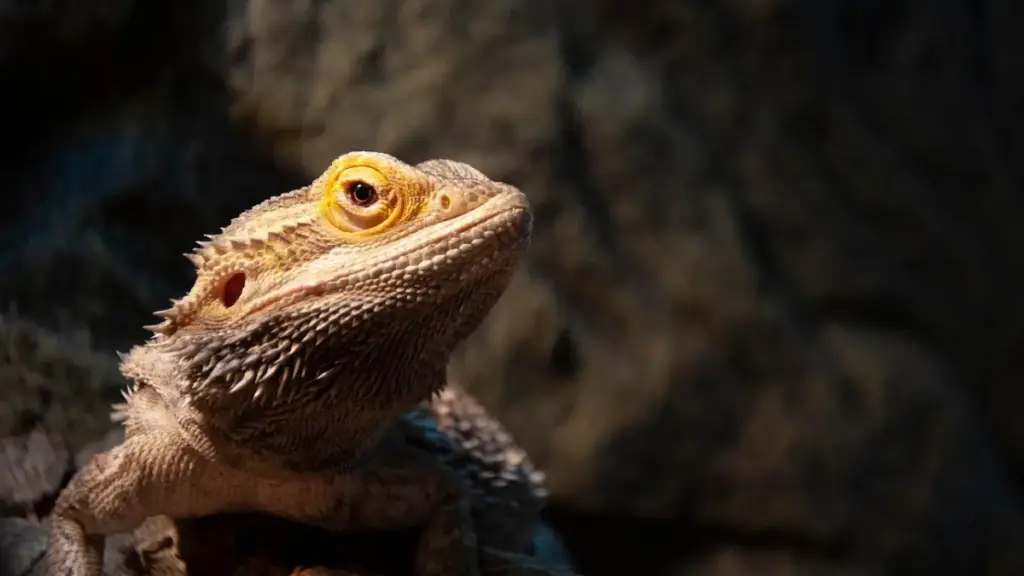 digital-database-warning-icon-indicating-parasitic-infection-from-dangerous-bearded-dragon-diet