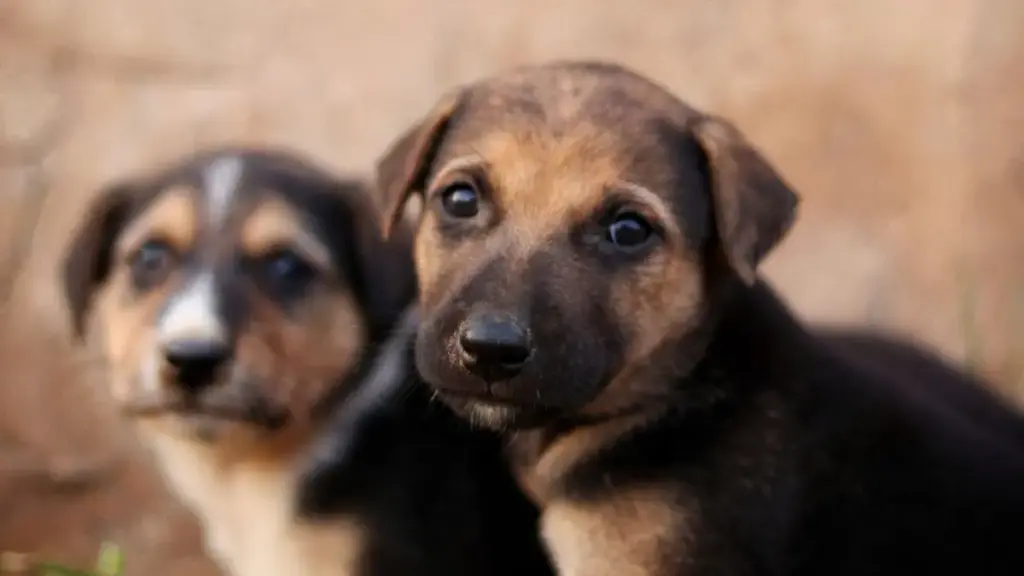 digital-tablet-displaying-clinical-data-matrix-for-analyzing-dangerous-colors-of-dog-feces