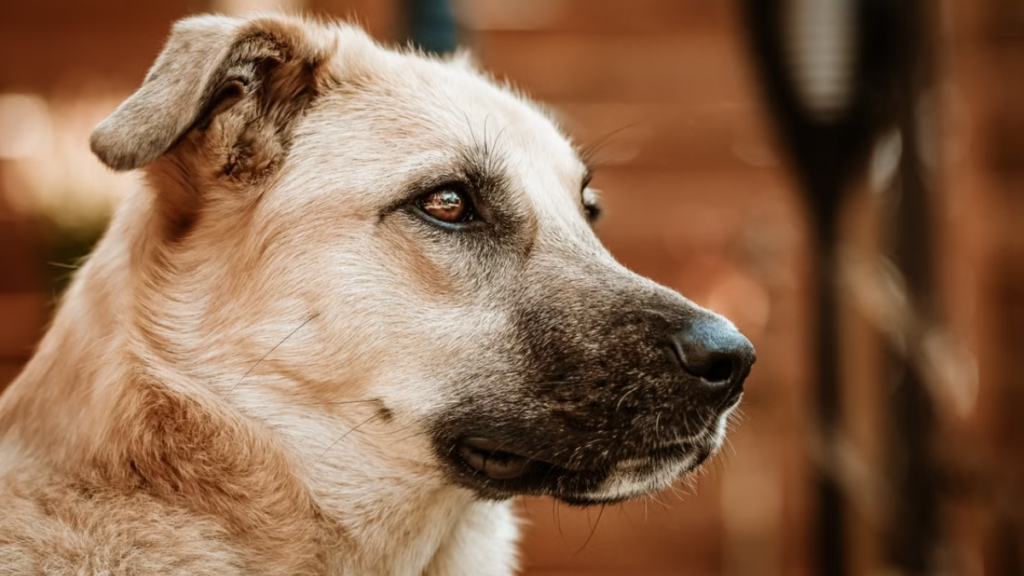 digital-ultrasound-machine-echocardiogram-abnormal-dog-body-behavior