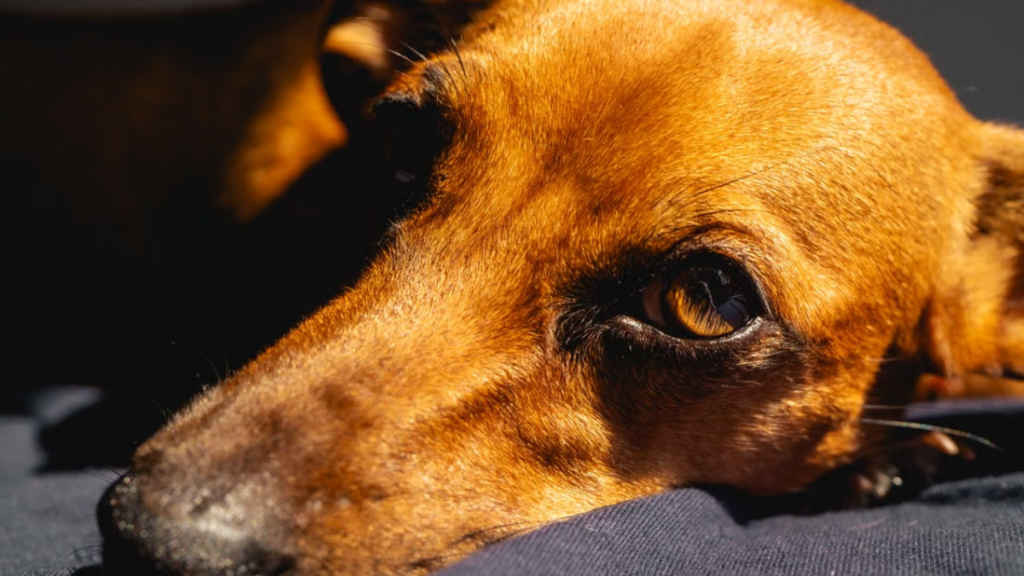digital-veterinary-x-ray-stomach-twisting-abnormal-dog-body-behavior