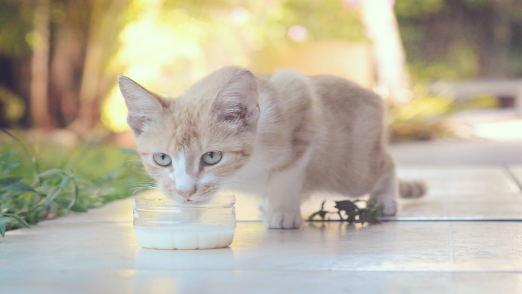 Six divided meal portions demonstrating how to care for a cat after giving birth to boost milk production tactics