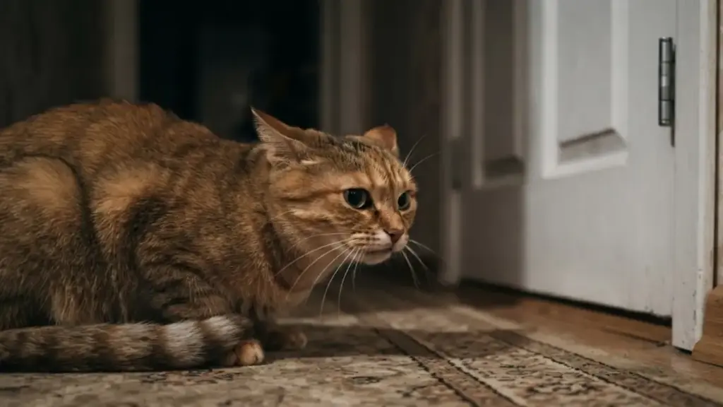 domestic-cat-staring-tensly-at-a-closed-door-showing-feline-aggression-precursors-pet