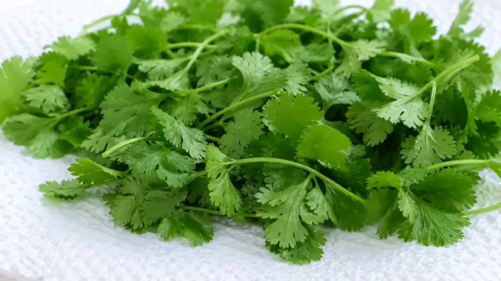 drying-fresh-cilantro-leaves-on-absorbent-paper-towels-for-a-peruvian-green-sauce-recipe
