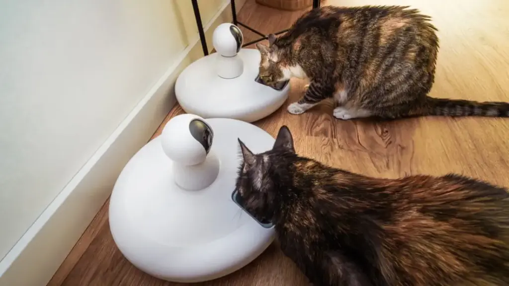 electronic-automatic-pet-feeder-and-ceramic-water-fountain-on-a-floor