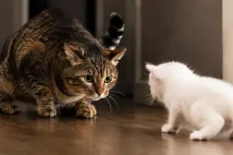 elegant tabby cat staring intensely at a new kitten associated with feline aggression pet