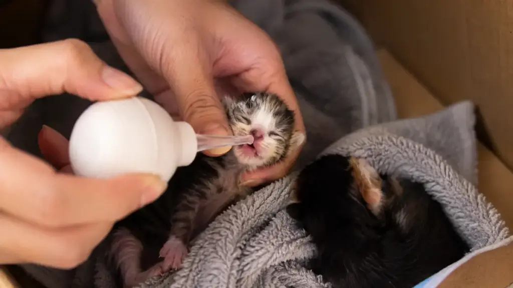 emergency-care-kit-assembled-after-detecting-signs-cat-is-giving-birth