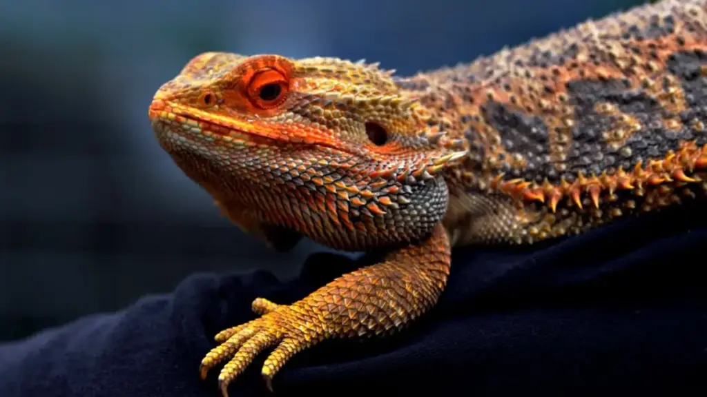 emergency-clutch-evaluation-procedure-for-failed-bearded-dragon-breeding-eggs