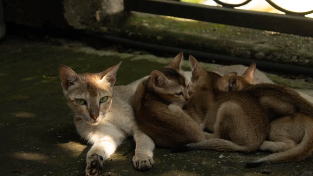 Intravenous calcium treatment for feline eclampsia following a severe cat childbirth exhaustion crisis