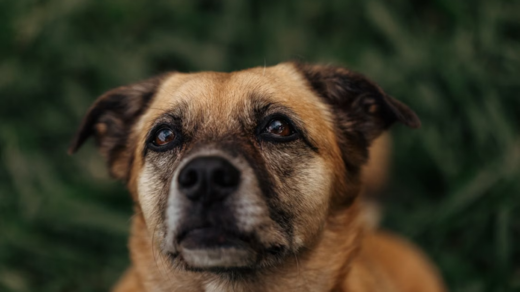 emergency-exploratory-laparotomy-procedure-abnormal-dog-body-behavior