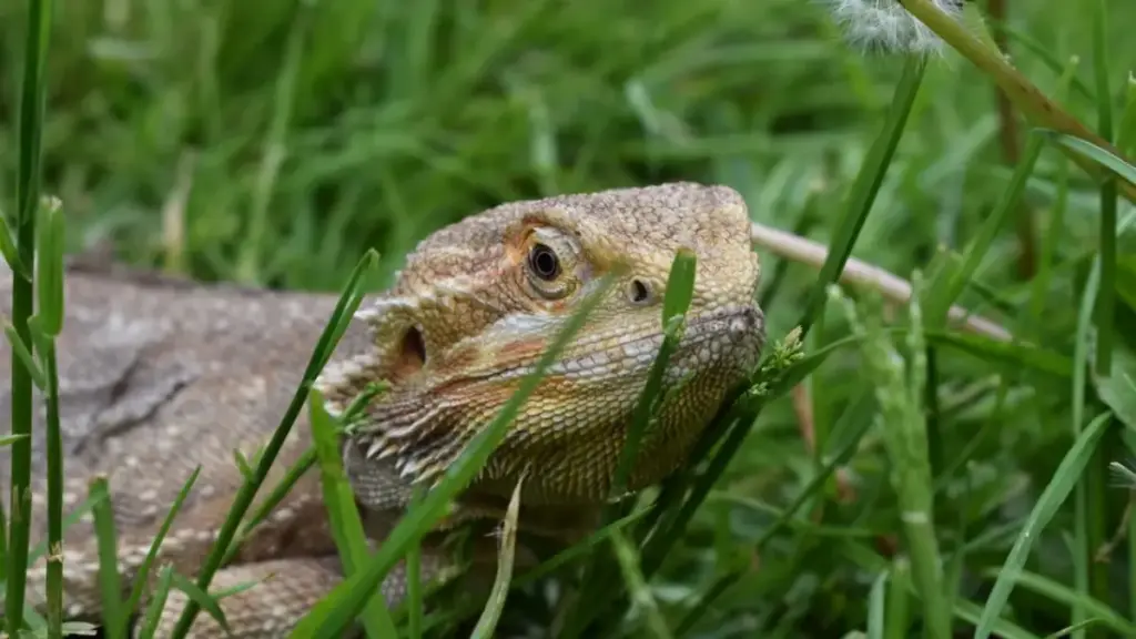 emergency-toxicology-monitor-tracking-avocado-poisoning-from-a-dangerous-bearded-dragon-diet