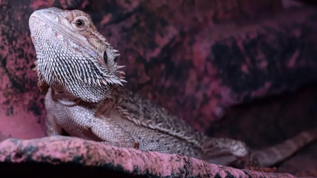 emergency-veterinary-monitor-showing-acute-toxin-levels-from-a-dangerous-bearded-dragon-diet