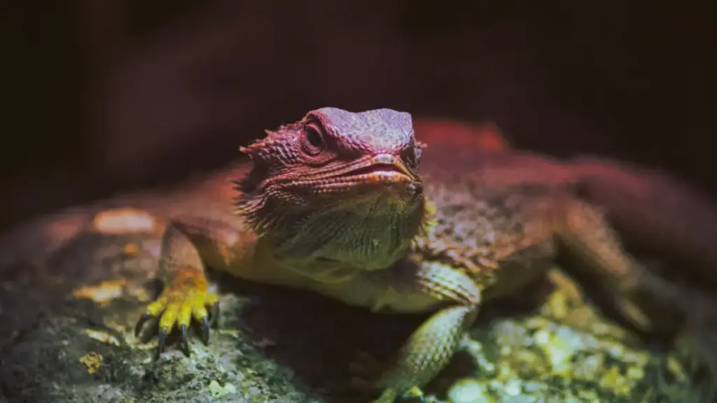 environmental-data-sheet-analyzing-causes-of-failed-bearded-dragon-breeding-eggs