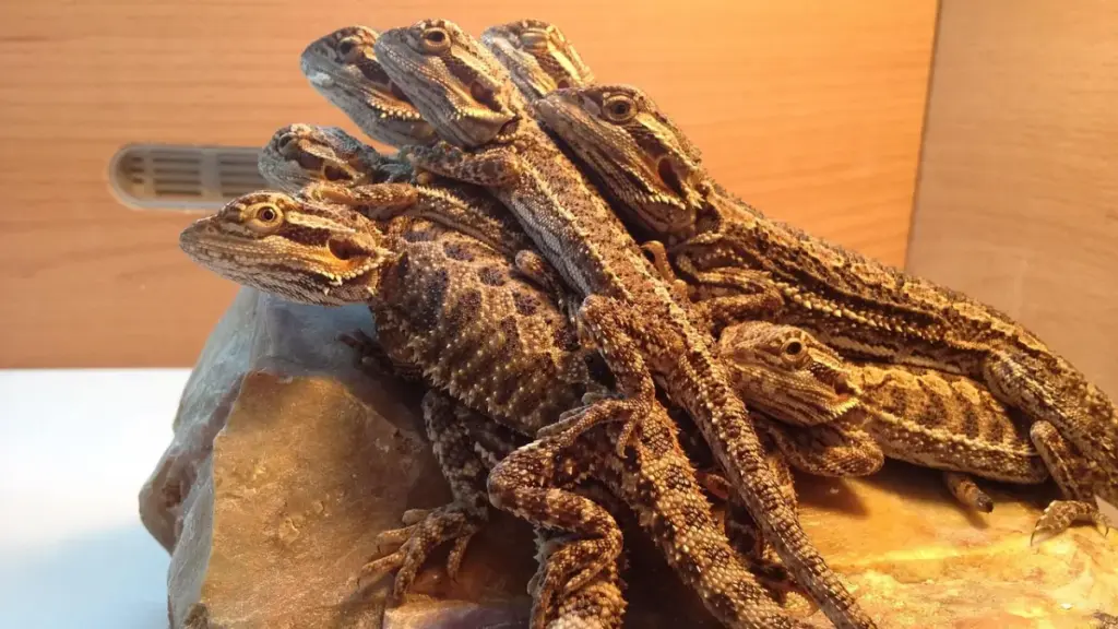 evaluating-reproduction-costs-to-prevent-failed-bearded-dragon-breeding-eggs