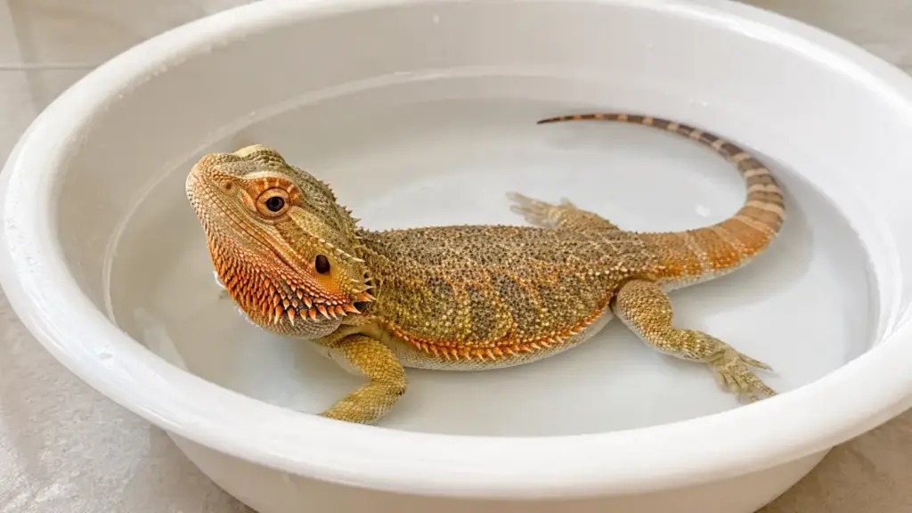external-warm-water-soaking-methods-for-safe-hydration-in-bearded-dragon-care