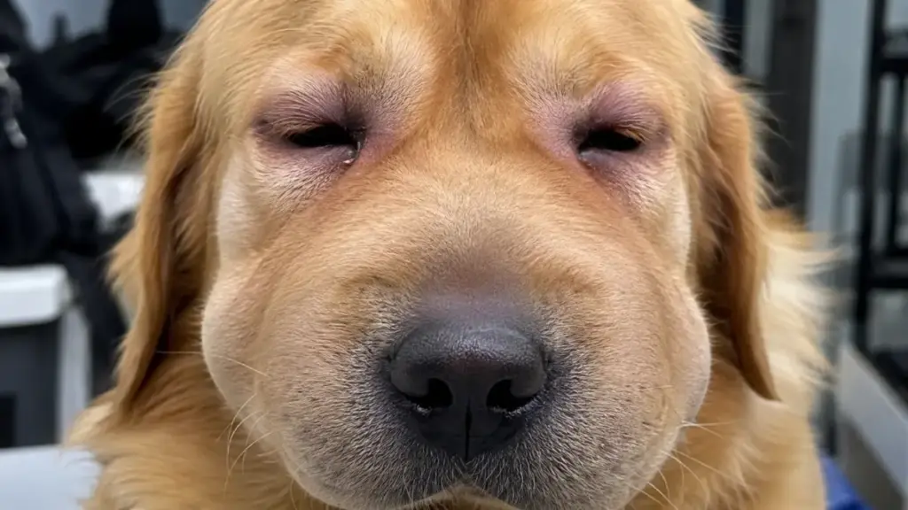 facial-swelling-signs-rabies-injection-for-dog