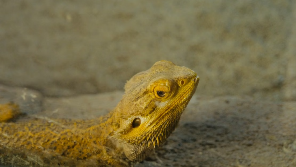 Fecal flotation screenings to avoid Post-vaccination complications in bearded dragons