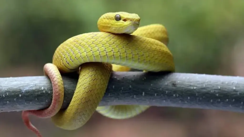 first-aid-efficacy-matrix-comparing-medical-immobility-and-harmful-myths-snake