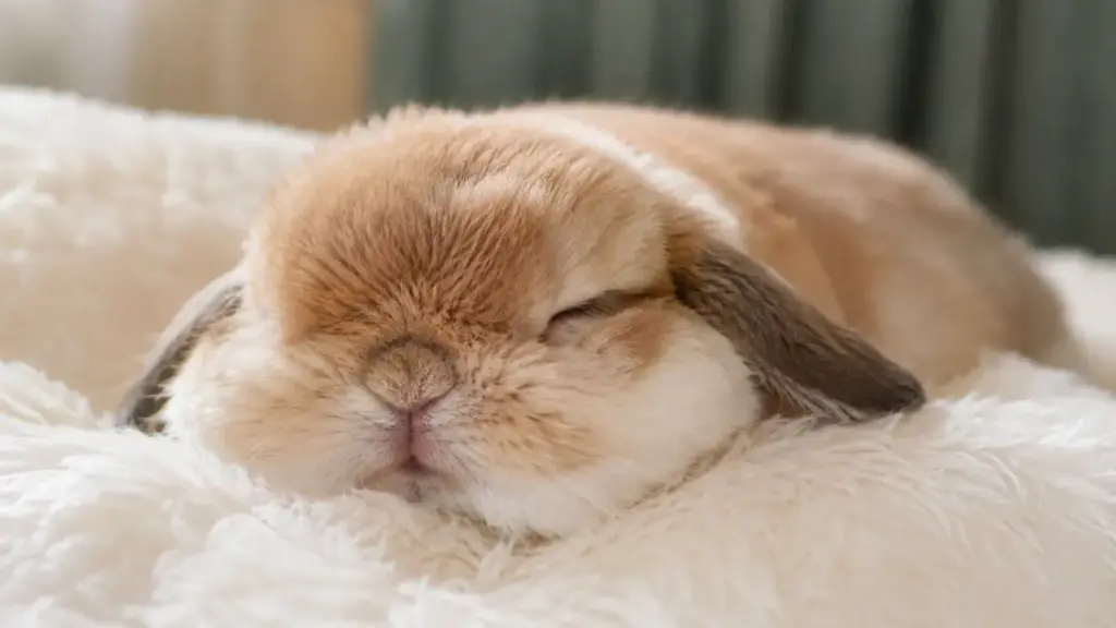 flat-faced-dwarf-american-fuzzy-lop-rabbit-sleeping-soundly-on-a-white-fluffy-pillow