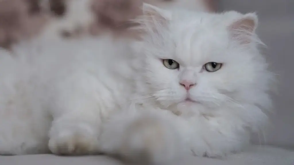flat-faced-persian-cat-sleeping-soundly-on-a-white-fluffy-pillow