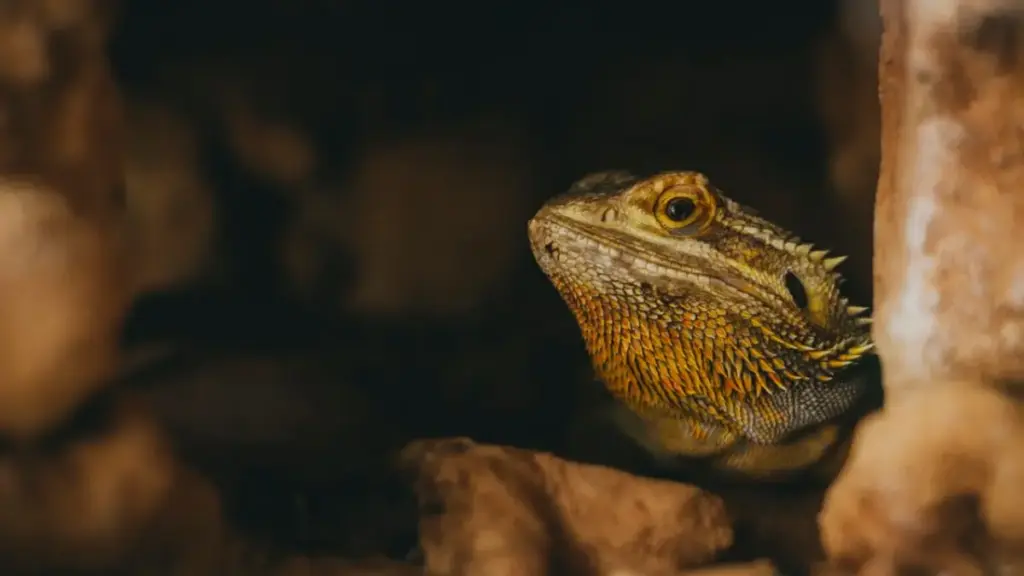 fresh-avocado-flesh-on-countertop-representing-a-lethal-toxic-bearded-dragon-food-threat