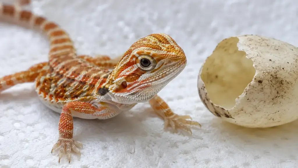 freshly-hatched-high-quality-lizard-morph-emerging-safely-from-incubated-bearded-dragon-eggs