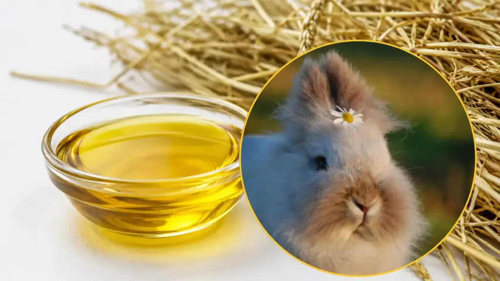 fruits-for-rabbits-lipid-imbalance-hazards-to-prevent-gastrointestinal-stasis