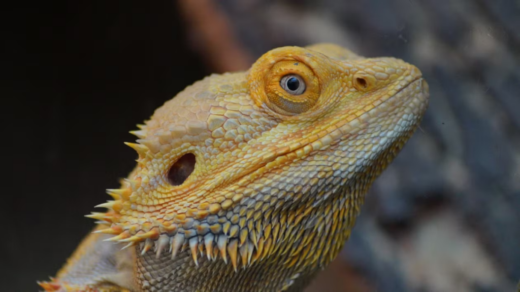 Passive gaping driven by acute Post-vaccination complications in bearded dragons.