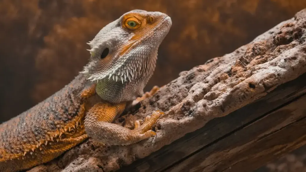 gas-accumulation-and-bacterial-buildup-in-failed-bearded-dragon-breeding-eggs