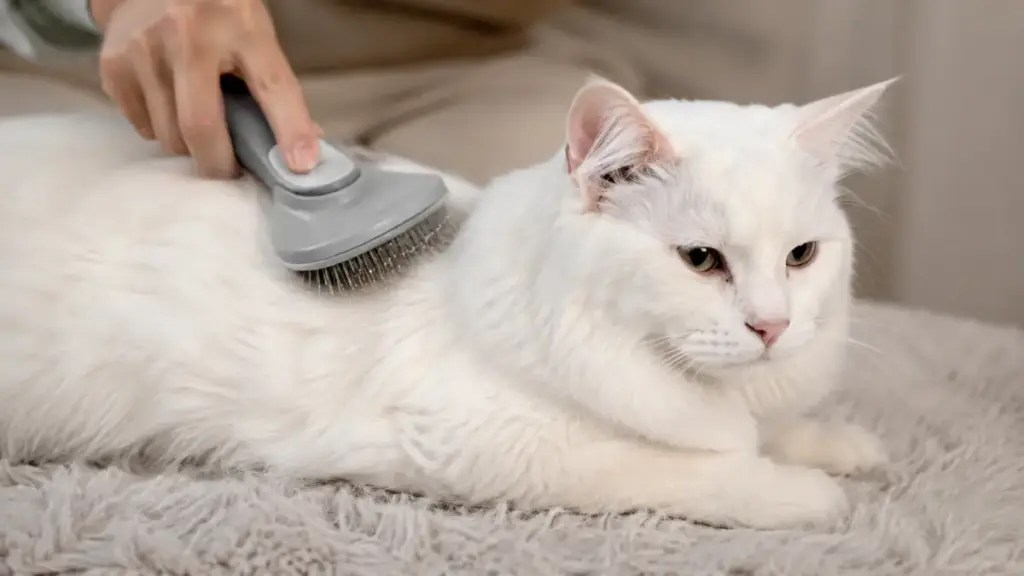 grooming-a-domestic-white-cat-with-a-soft-brush-to-maintain-coat-cleanliness