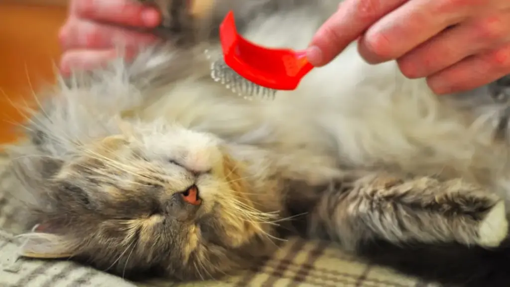 grooming-a-long-haired-cat-with-a-damp-comb-to-capture-loose-dander-indoors
