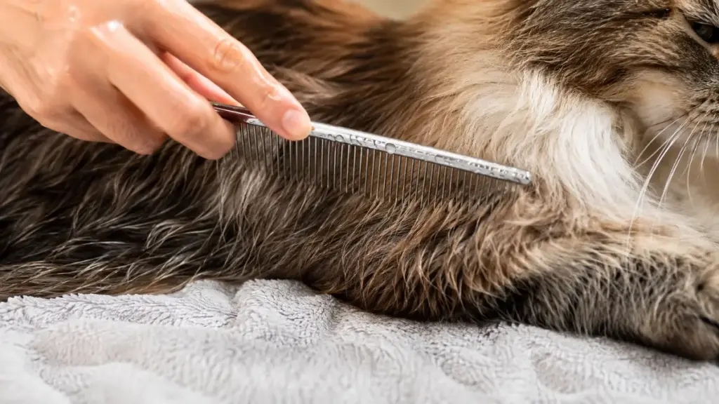 grooming-a-long-haired-cat-with-a-damp-comb-to-capture-loose-dander-indoors-for-kitty-litter