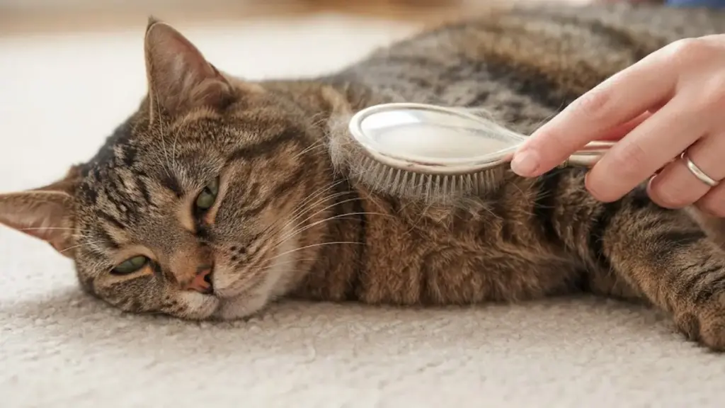 grooming-a-relaxed-domestic-cat-with-a-brush-for-positive-cat-training