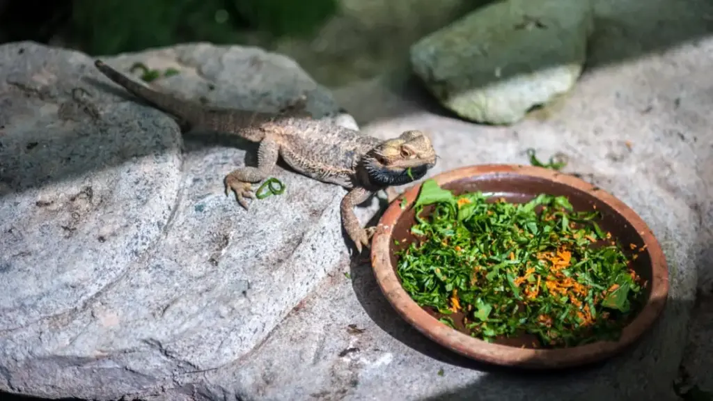 happy-bearded-dragon-in-optimal-habitat-free-from-dangerous-bearded-dragon-diet-risks