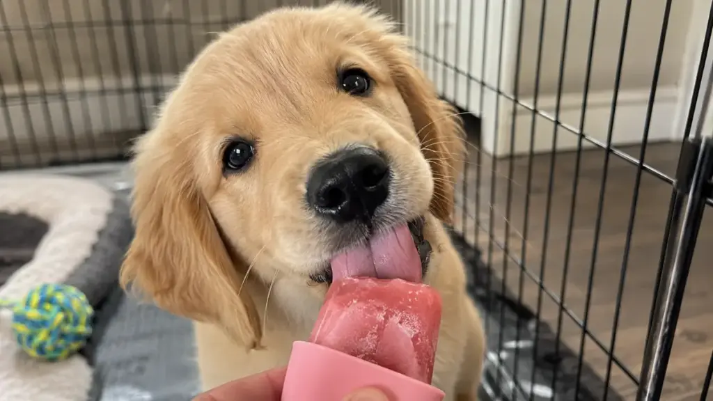 happy-dog-licking-a-frozen-treat-toy-inside-a-comfortable-nursery-pen