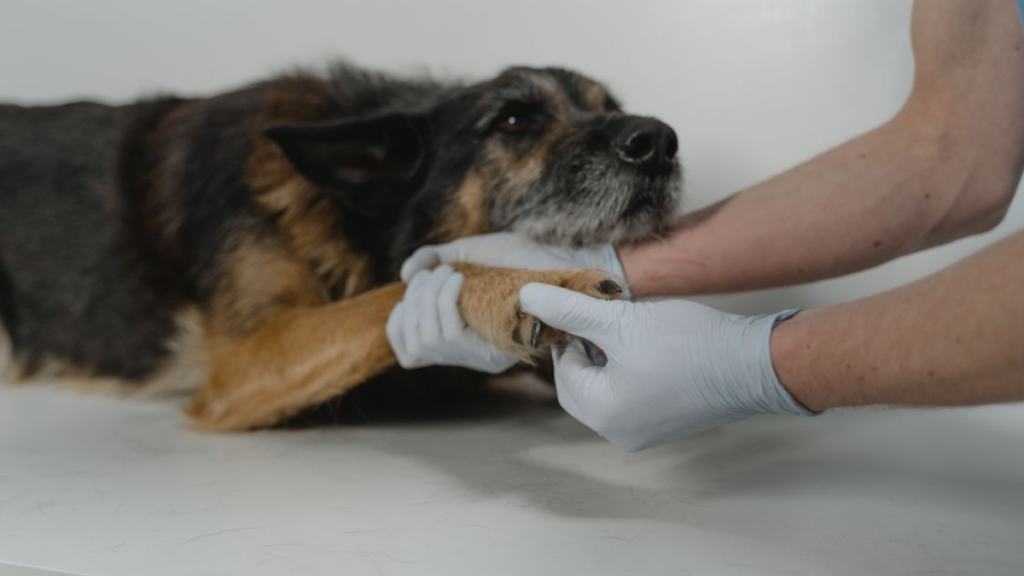 healthy-active-dog-running-meadow-vitality-abnormal-dog-body-behavior