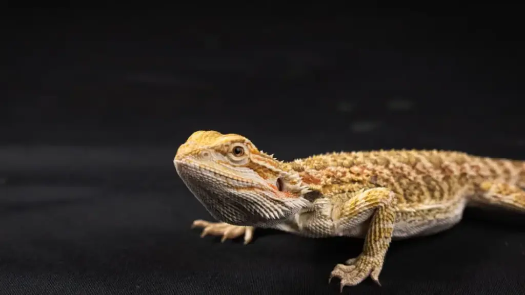 heavy-duty-stainless-steel-mesh-top-for-optimal-uvb-penetration-in-a-bearded-dragon-tank