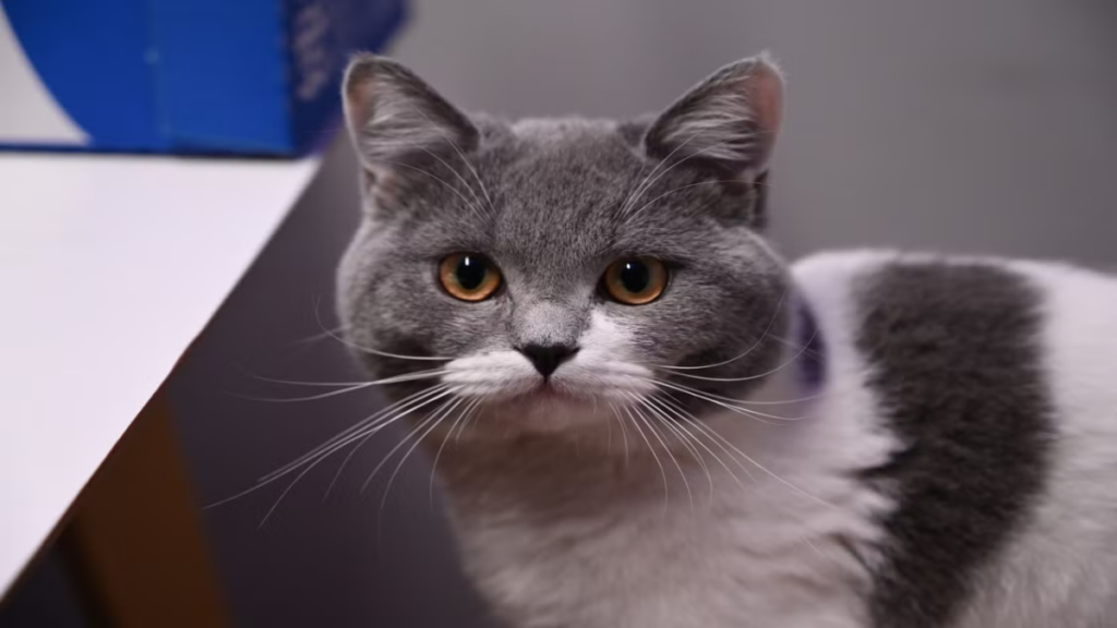 Advanced HEPA air filtration reducing indoor triggers of Allergies in British Shorthair cats.
